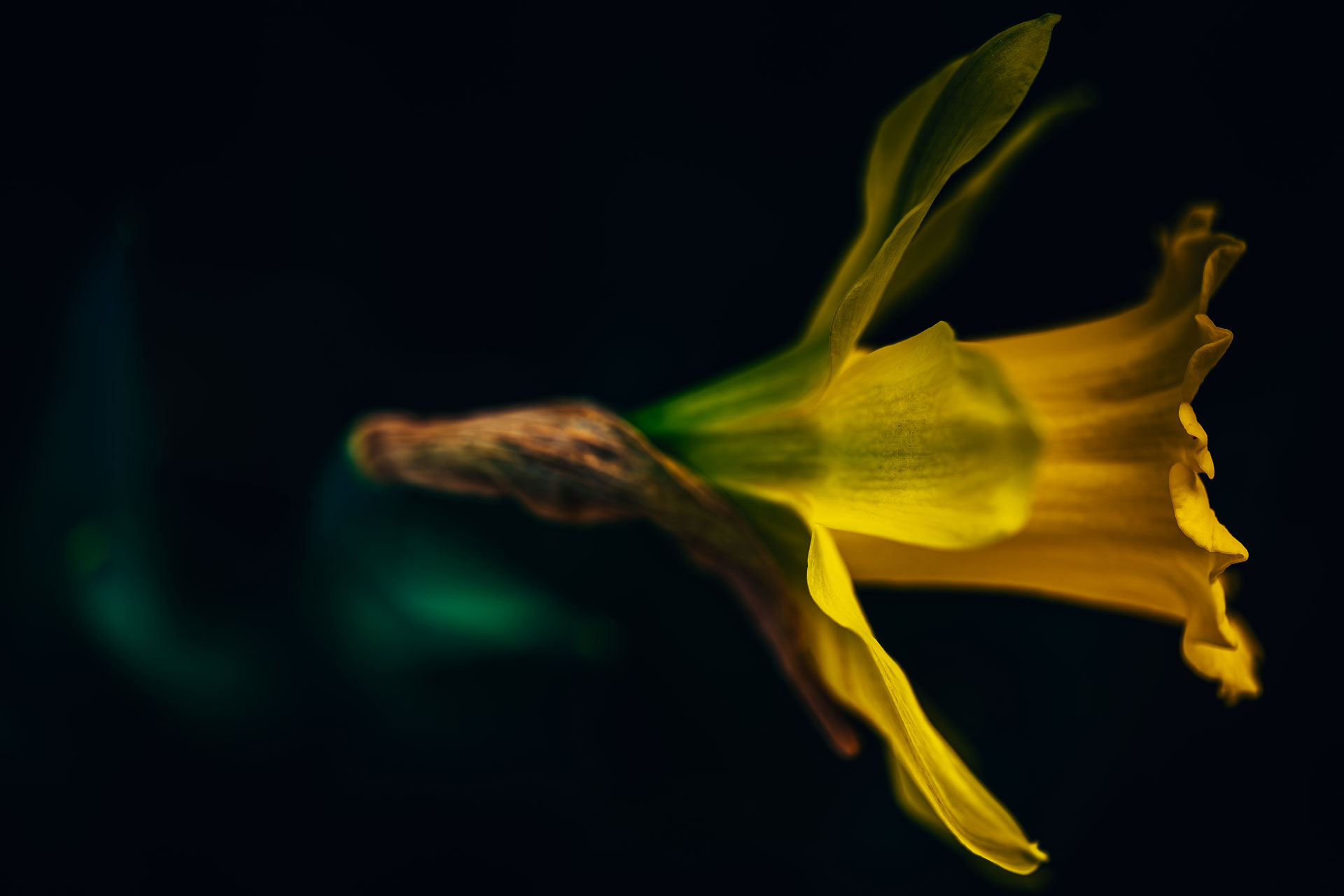 Botanical Portfolio Photography - Thenohero