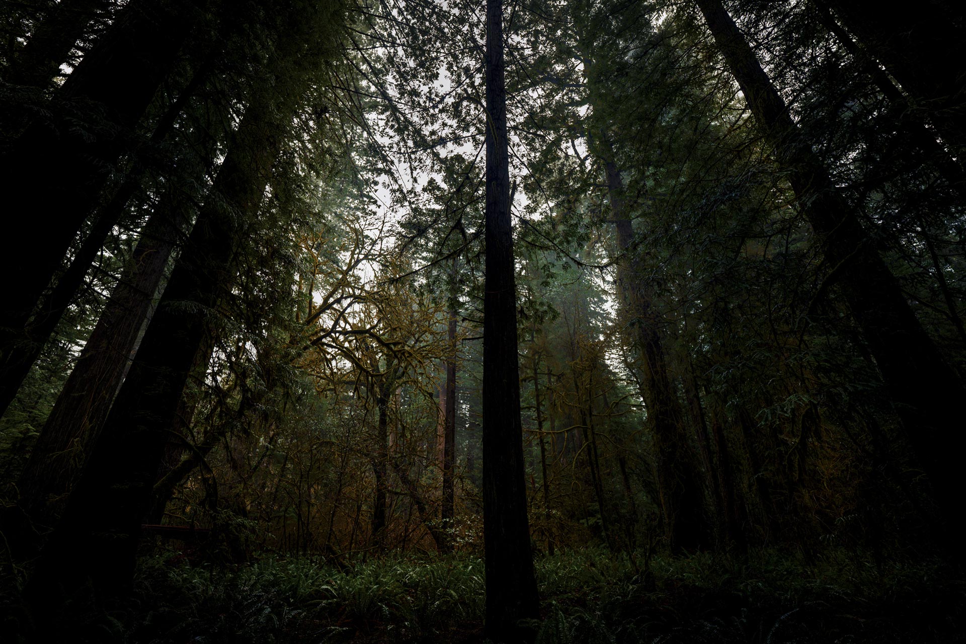 Redwood Forest, California