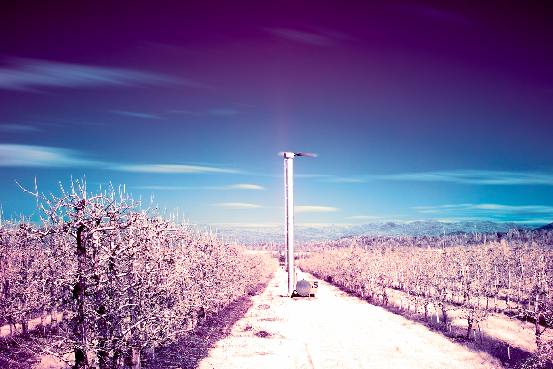 Winter Orchard, Medford