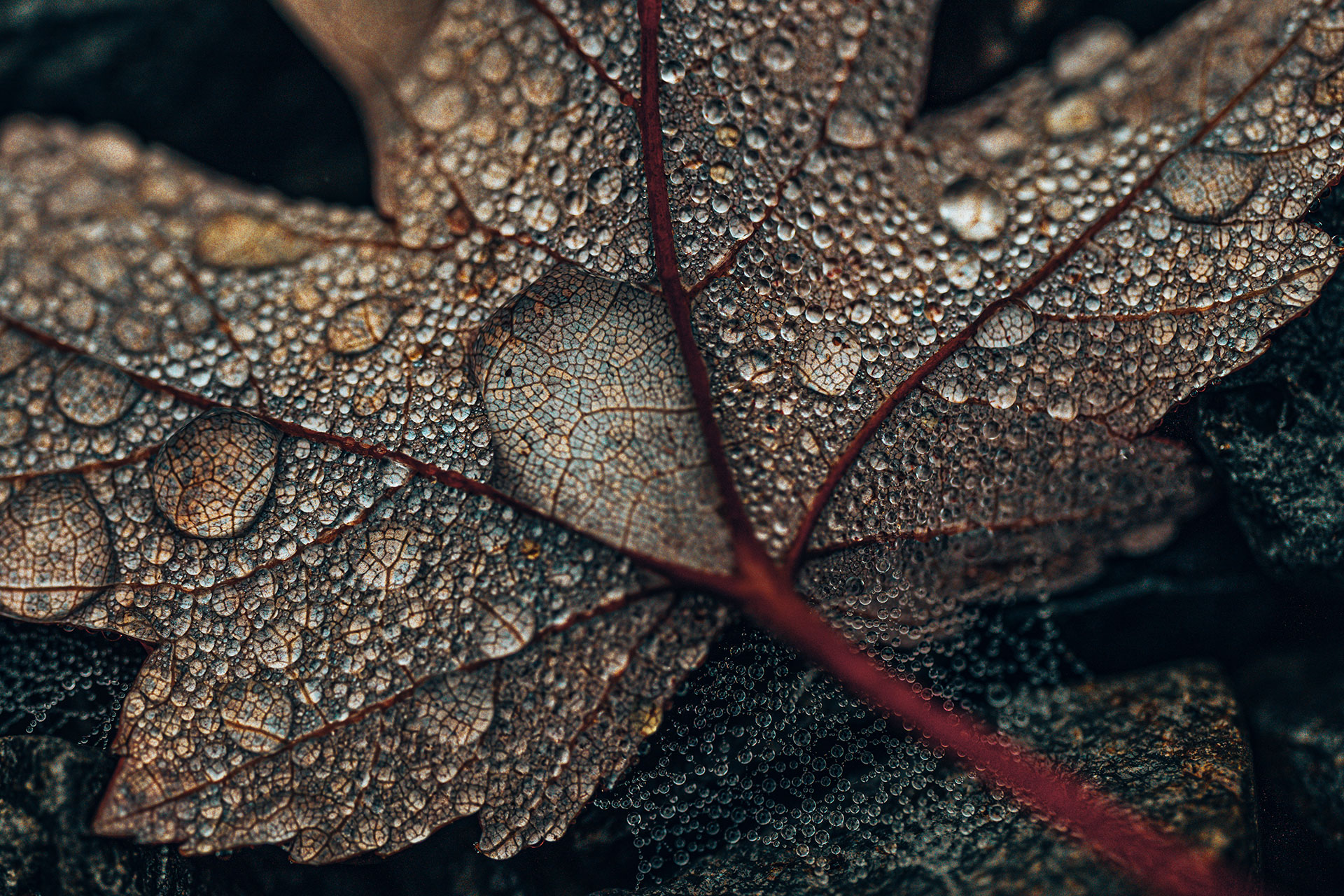 Macro Portfolio Photography