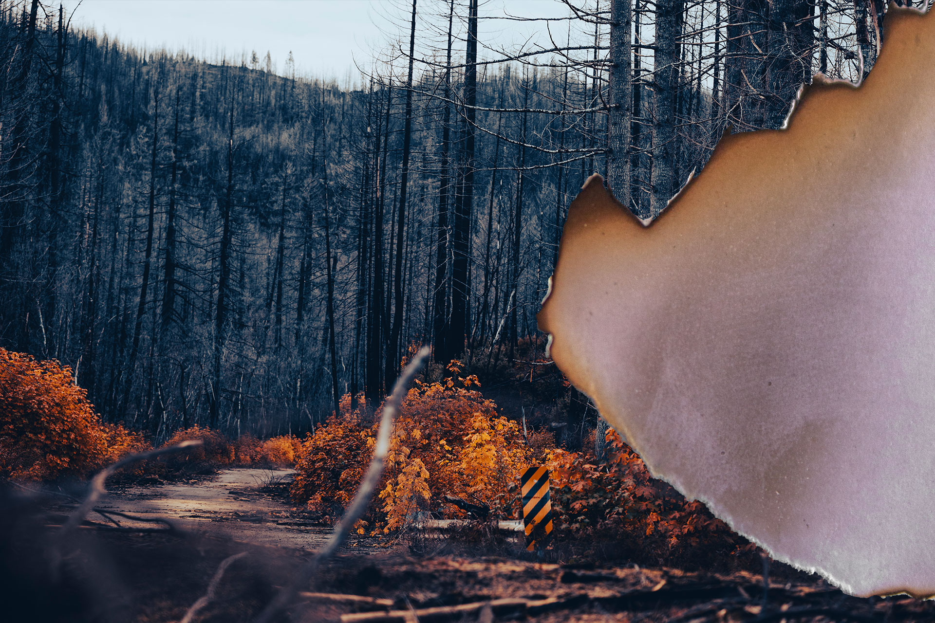 Burn Scar - 2023 Smith River Wild Fire